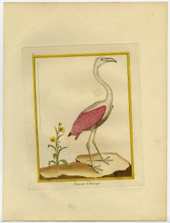 American Flamingo by Martinet - Handcoloured engraving - 18th century