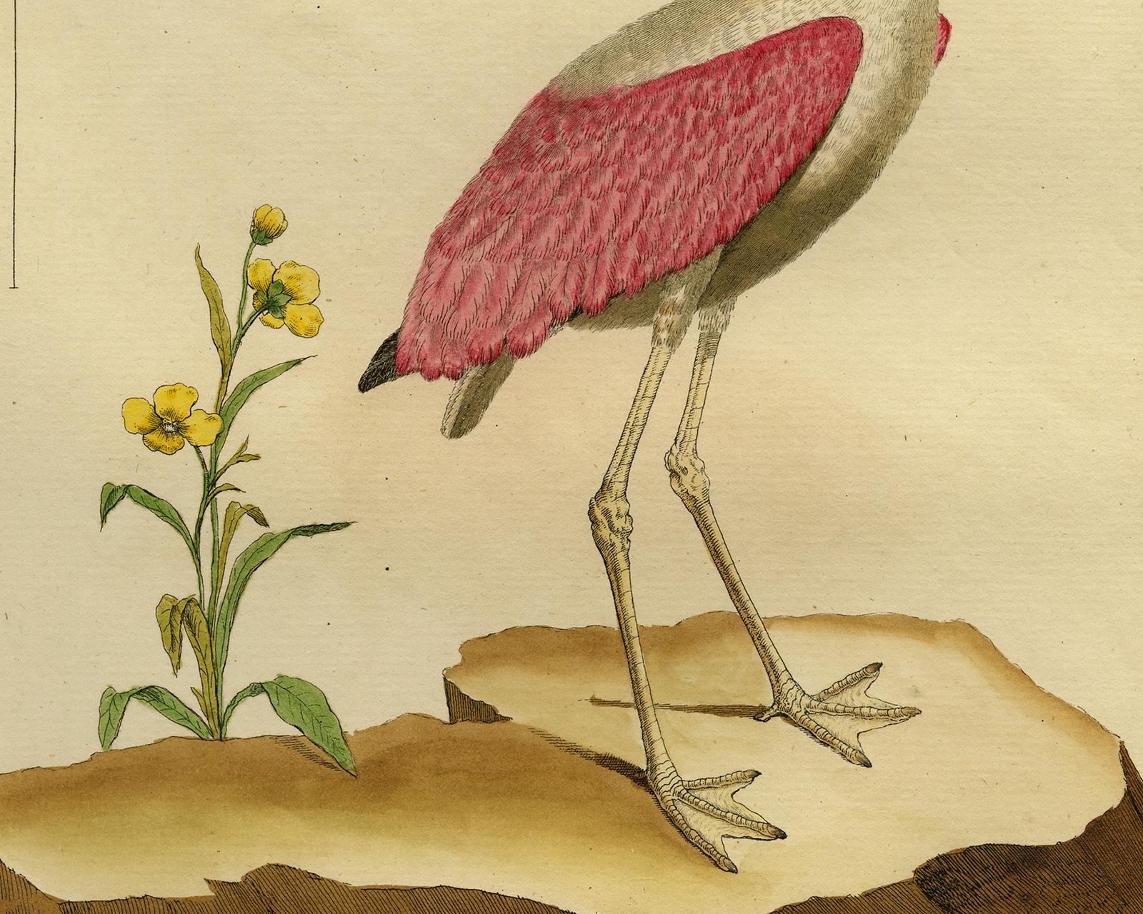 American Flamingo by Martinet - Handcoloured engraving - 18th century - Old Masters Print by Francois Nicolas Martinet