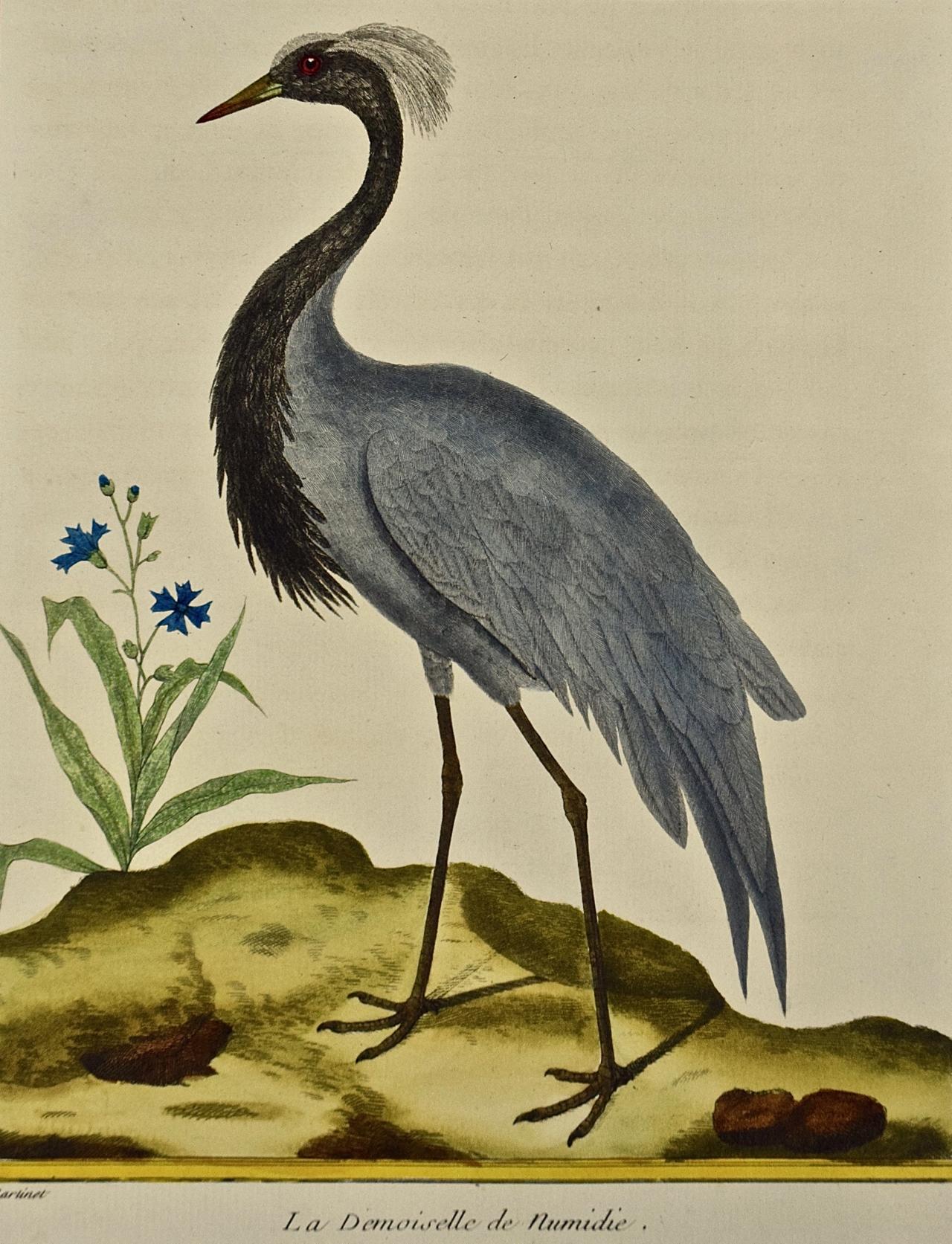 An 18th Century Hand Colored Engraving of a Crane 