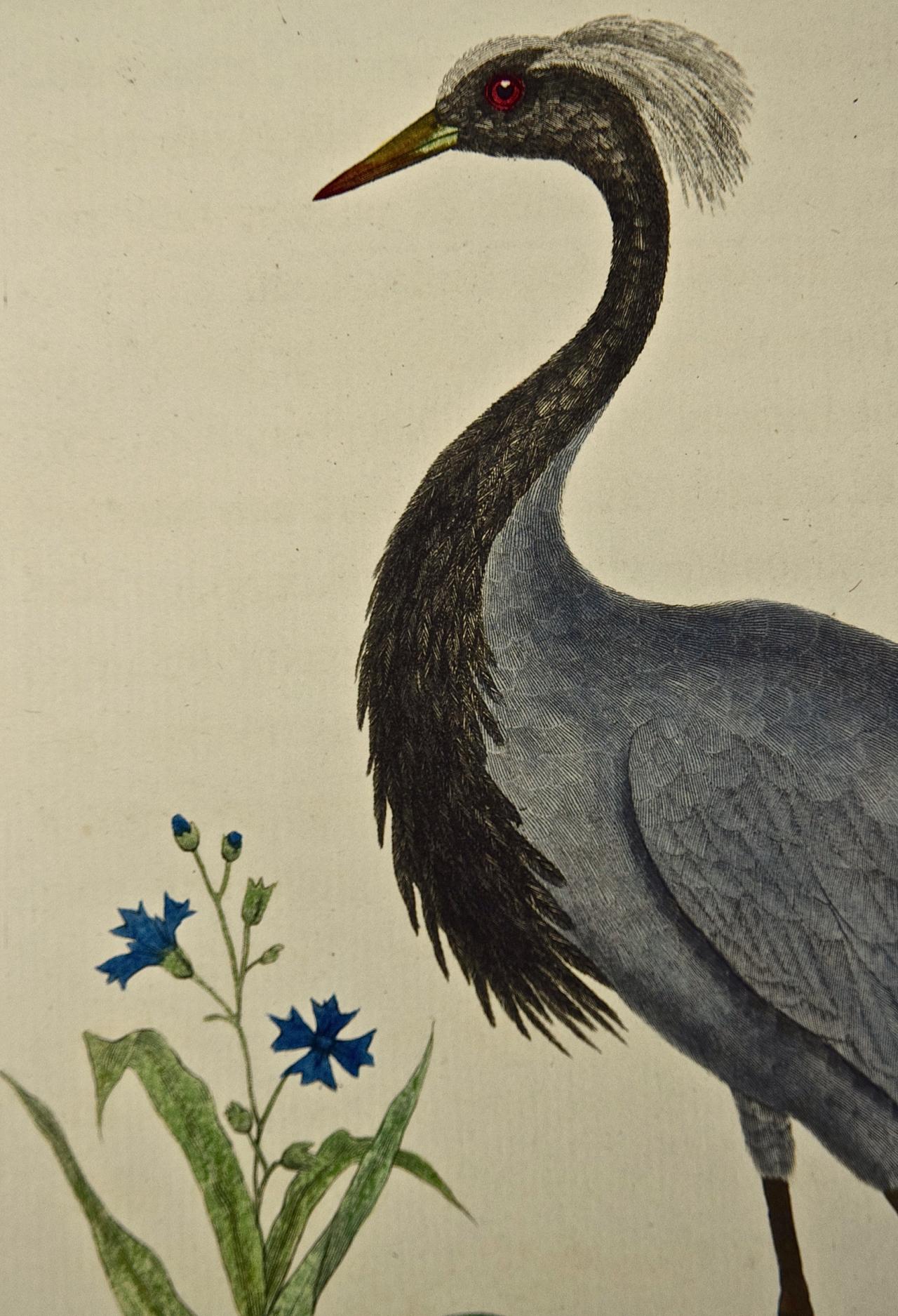 An 18th Century Hand Colored Engraving of a Crane 