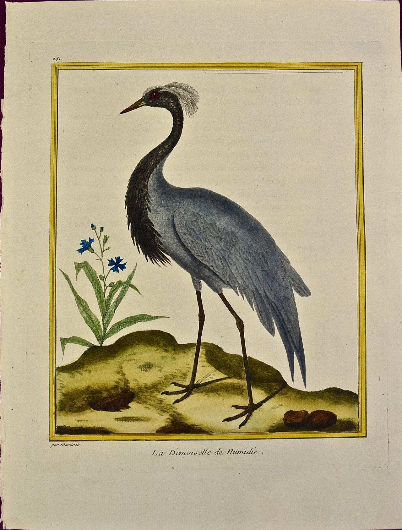 Francois Nicolas Martinet Animal Print - An 18th Century Hand Colored Engraving of a Crane "La Demoiselle" by Martinet 