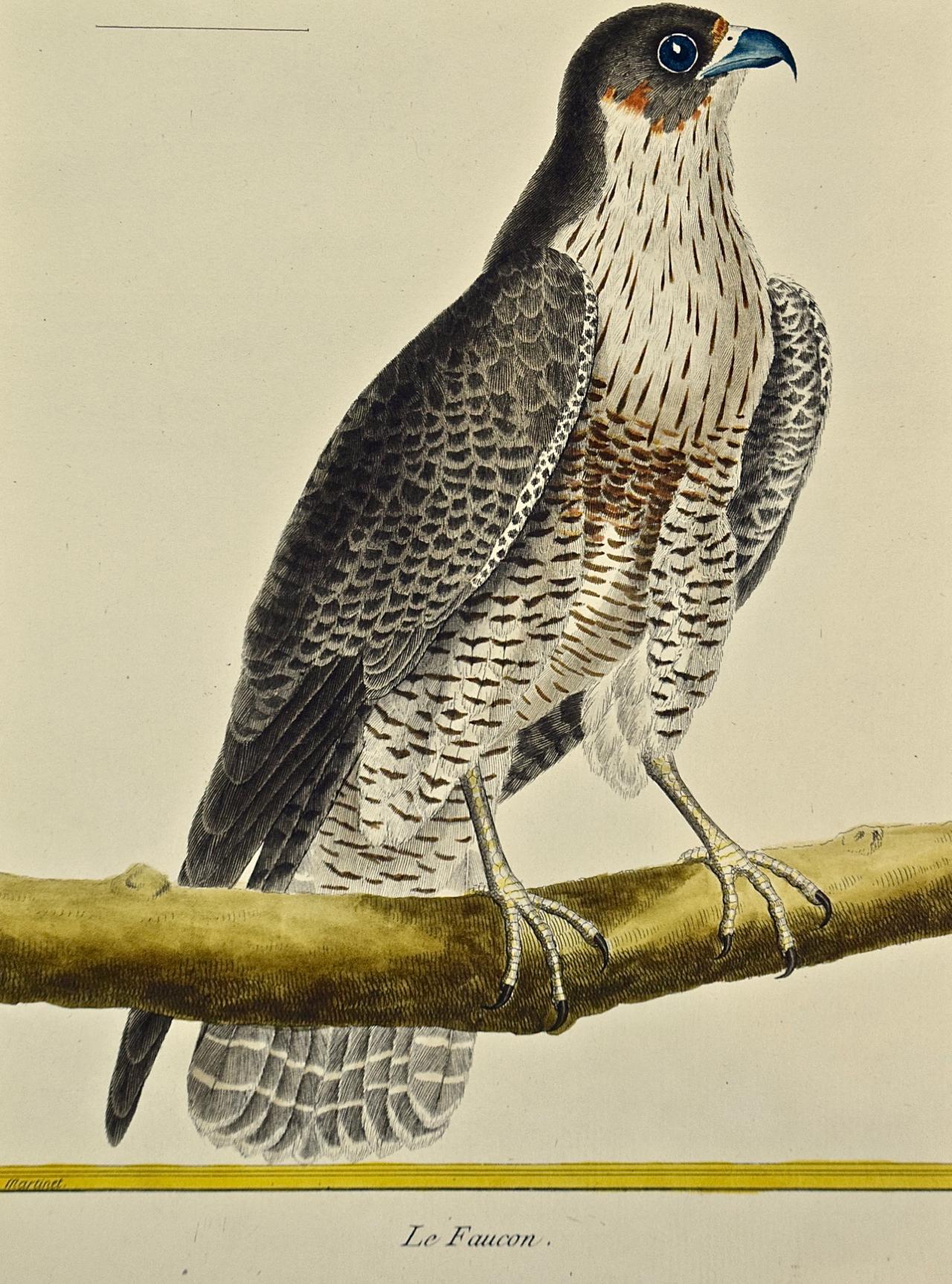 An 18th Century Hand Colored Engraving of a Falcon 
