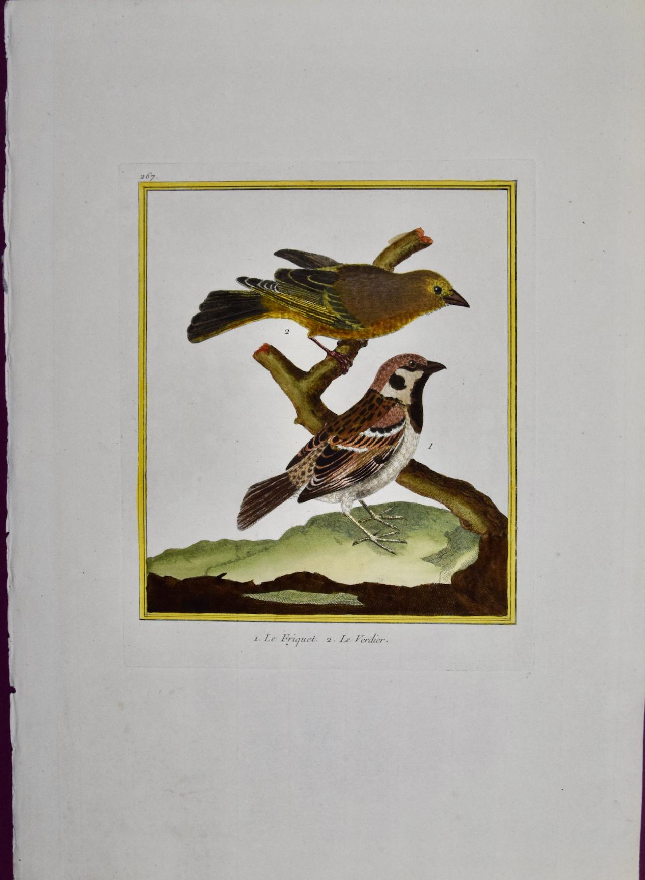 A Greenfinch & A Sparrow: An 18th Century Hand-colored Engraving by Martinet - Print by Francois Nicolas Martinet