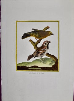 A Greenfinch & A Sparrow: An 18th Century Hand-colored Engraving by Martinet