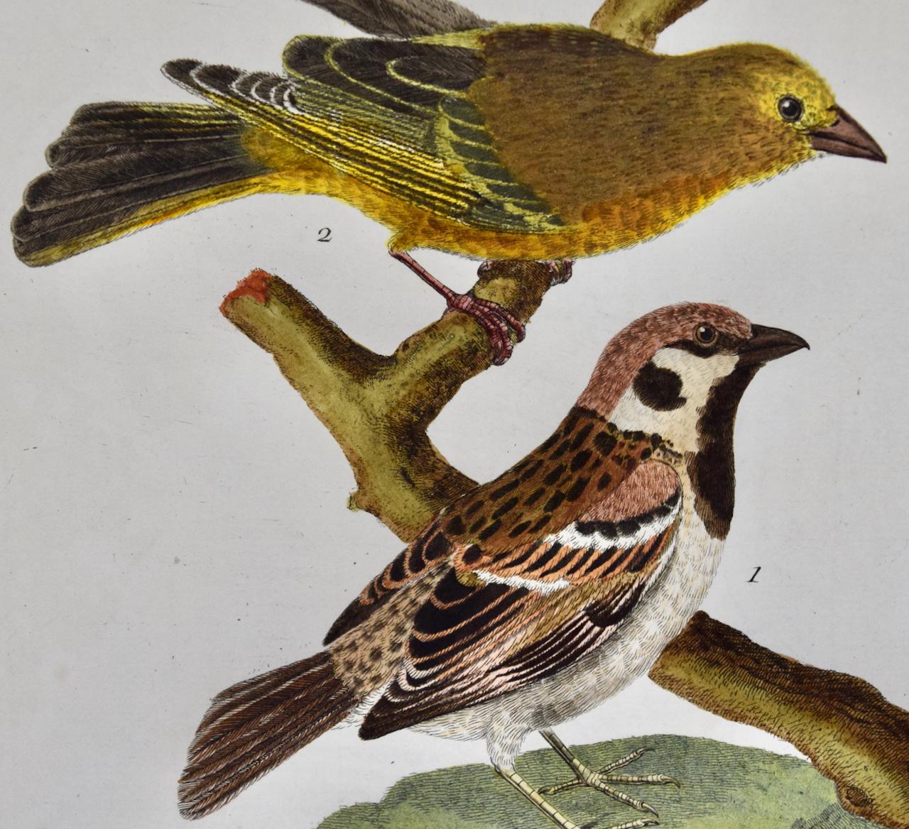 A Greenfinch & A Sparrow : une gravure colorée à la main du 18e siècle par Martinet - Naturalisme Print par Francois Nicolas Martinet