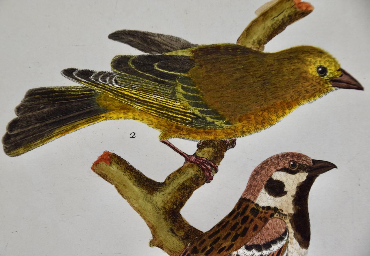 A Greenfinch & A Sparrow : une gravure colorée à la main du 18e siècle par Martinet - Beige Animal Print par Francois Nicolas Martinet