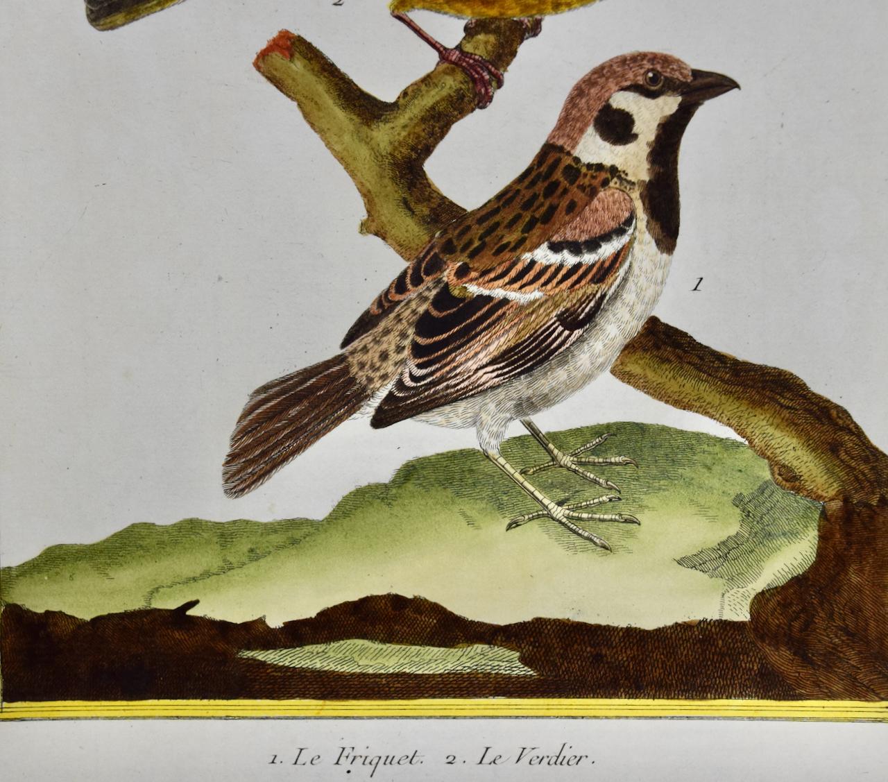 A Greenfinch & A Sparrow: An 18th Century Hand-colored Engraving by Martinet - Naturalistic Print by Francois Nicolas Martinet