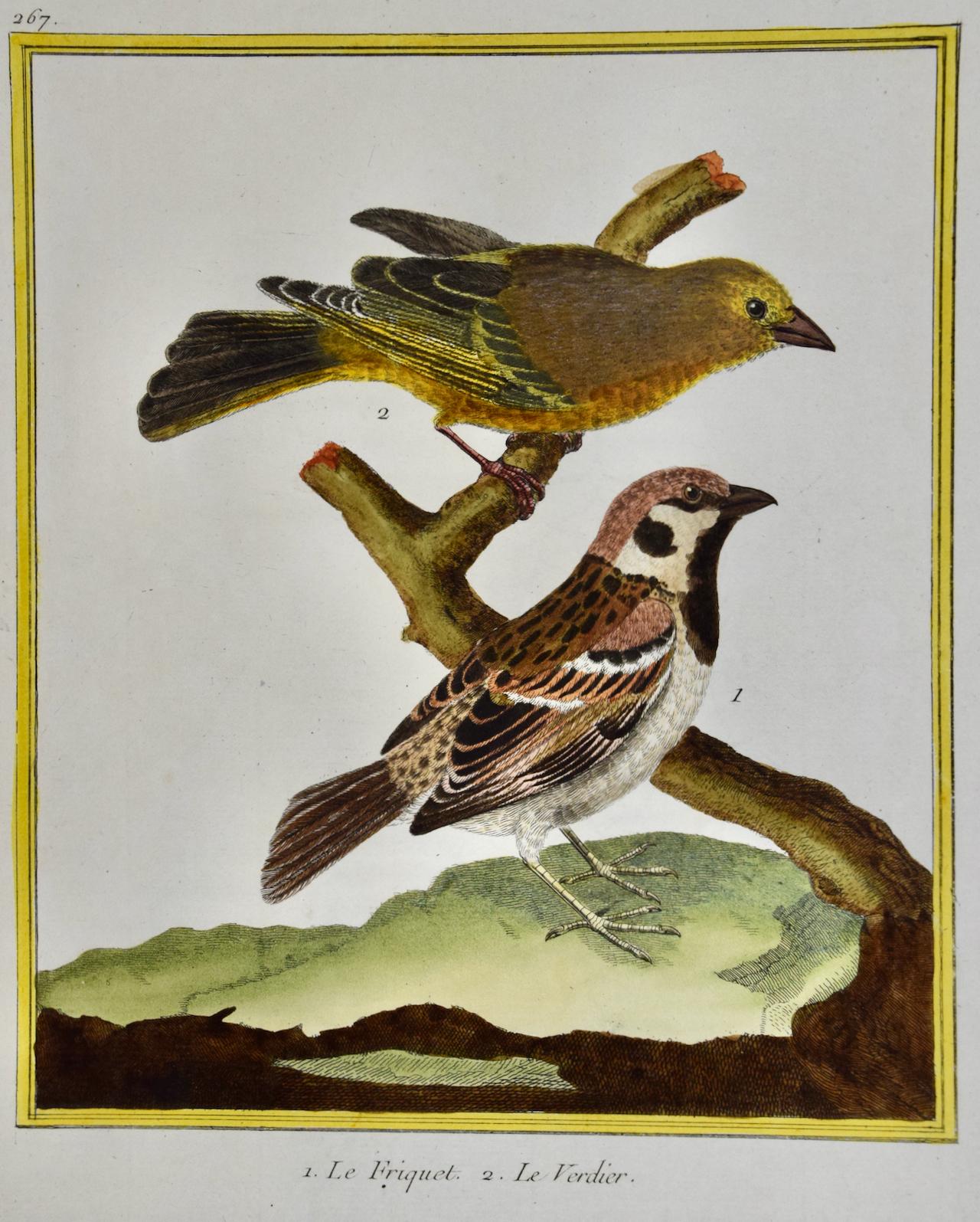 Greenfinch & A Sparrow: Ein handkolorierter Stich von Martinet aus dem 18. Jahrhundert