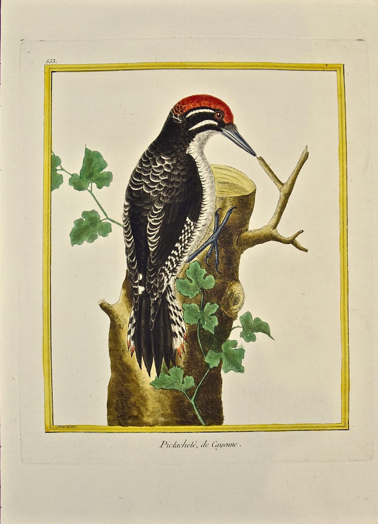 François Nicolas Martinet - Woodpecker Pictachete: An 18th