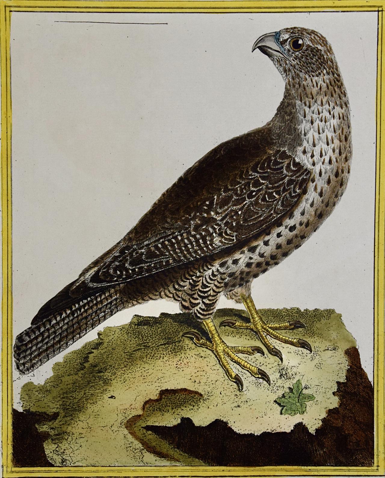 An Icelandic GyrFalcon: An 18th Century Hand-colored Engraving by Martinet - Print by Francois Nicolas Martinet