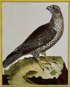 An Icelandic GyrFalcon: An 18th Century Hand-colored Engraving by Martinet