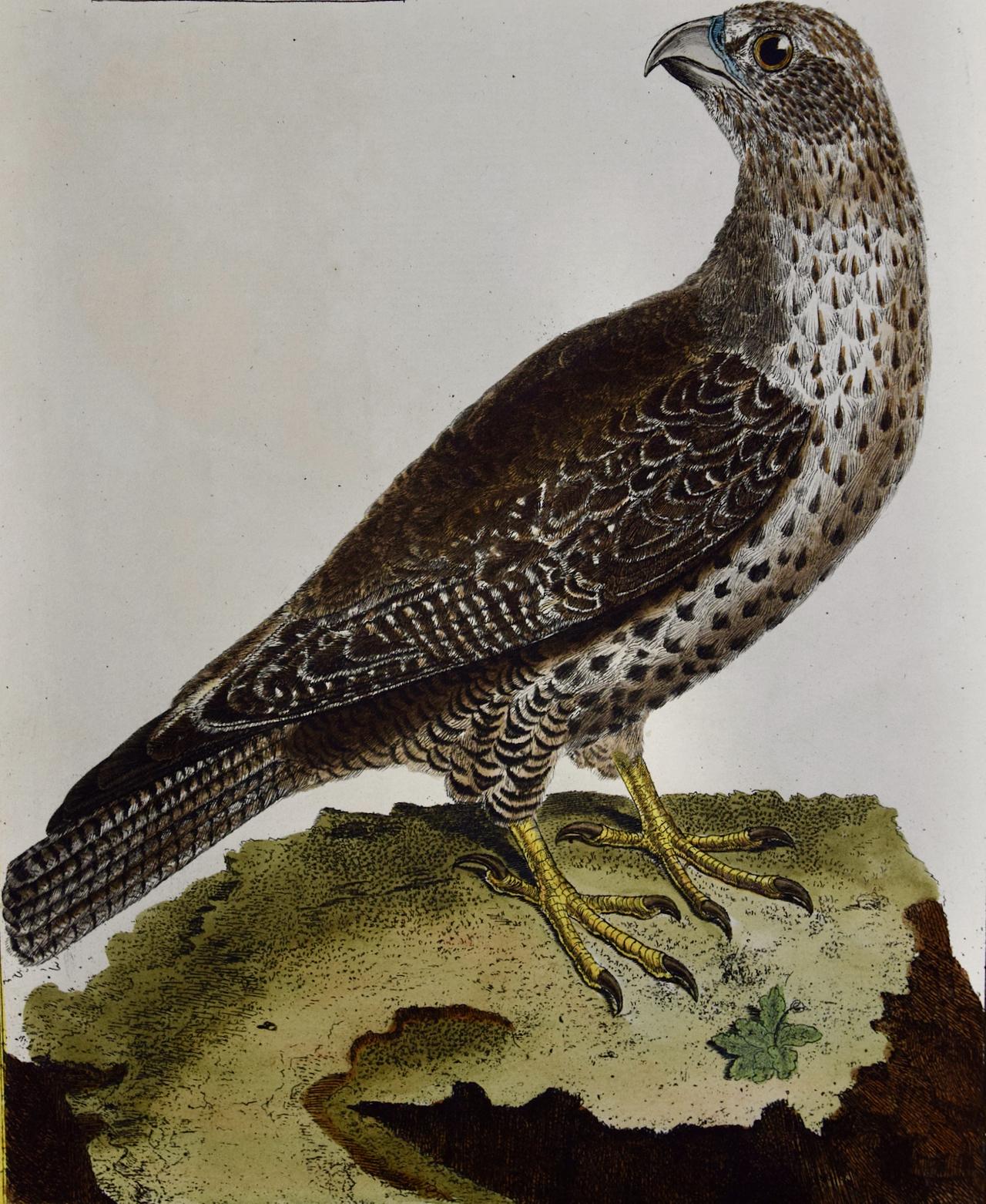 An Icelandic GyrFalcon: An 18th Century Hand-colored Engraving by Martinet - Naturalistic Print by Francois Nicolas Martinet