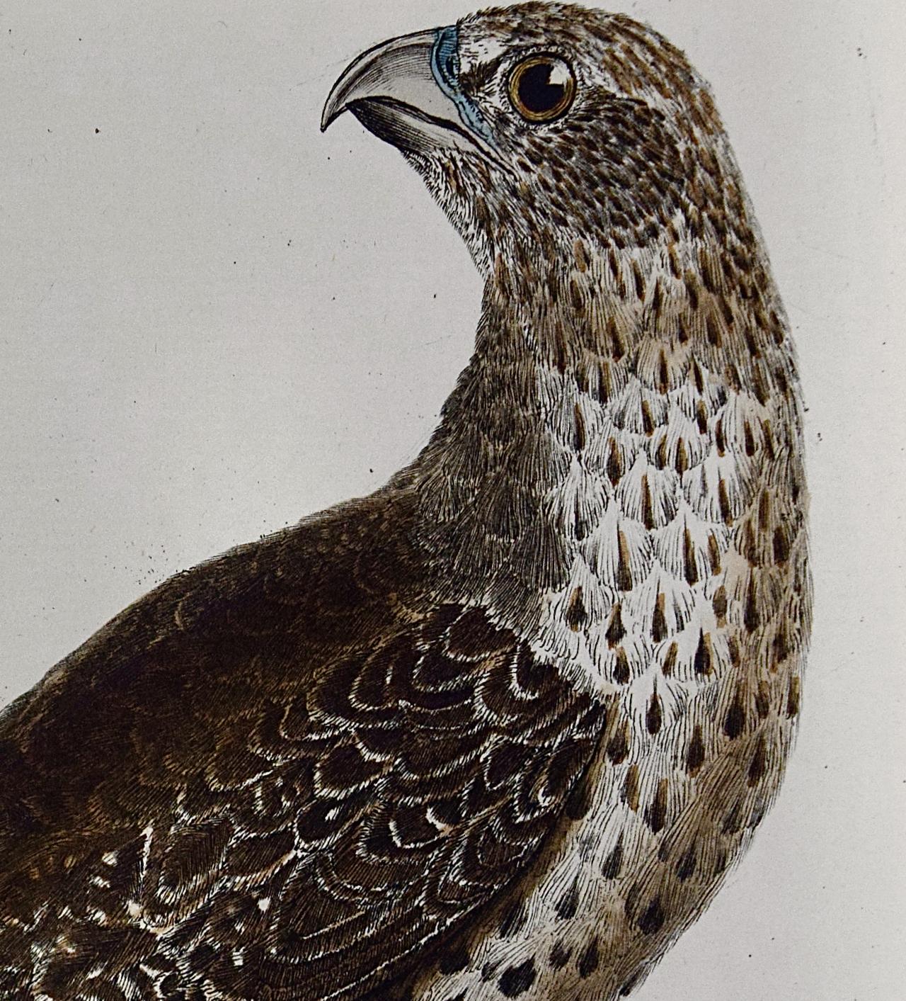 An Icelandic GyrFalcon: An 18th Century Hand-colored Engraving by Martinet - Gray Animal Print by Francois Nicolas Martinet