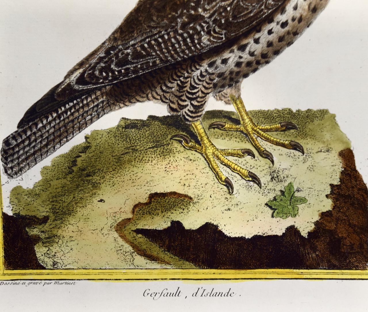 This is a hand-colored engraving of an Icelandic Ger Falcon entitled 