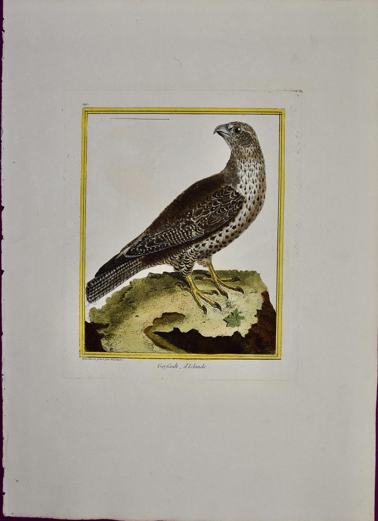 Francois Nicolas Martinet Animal Print - An Icelandic GyrFalcon: An 18th Century Hand-colored Engraving by Martinet