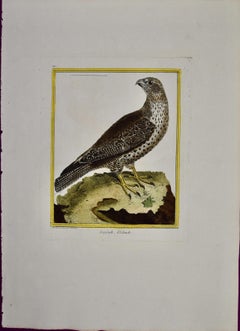 Antique An Icelandic GyrFalcon: An 18th Century Hand-colored Engraving by Martinet
