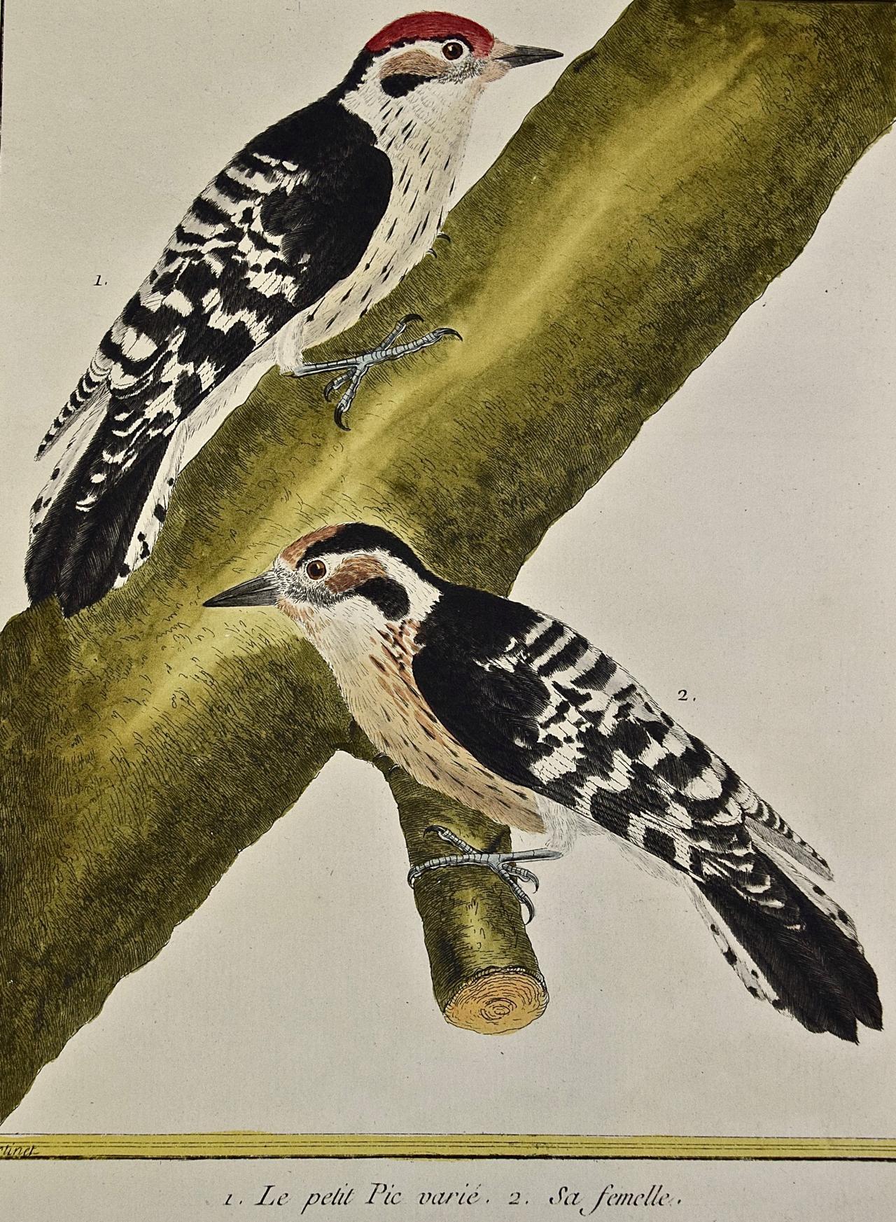« Le Petit Pic » de Woodpeckers, gravure colorée à la main du 18ème siècle par Martinet - Print de Francois Nicolas Martinet