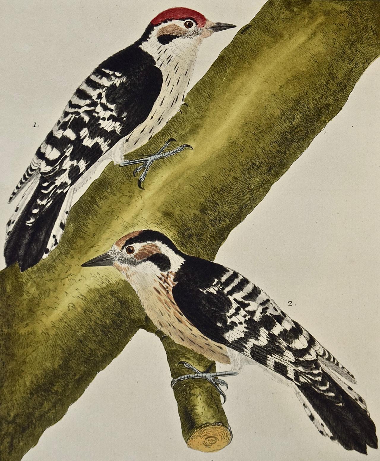 « Le Petit Pic » de Woodpeckers, gravure colorée à la main du 18ème siècle par Martinet - Naturalisme Print par Francois Nicolas Martinet