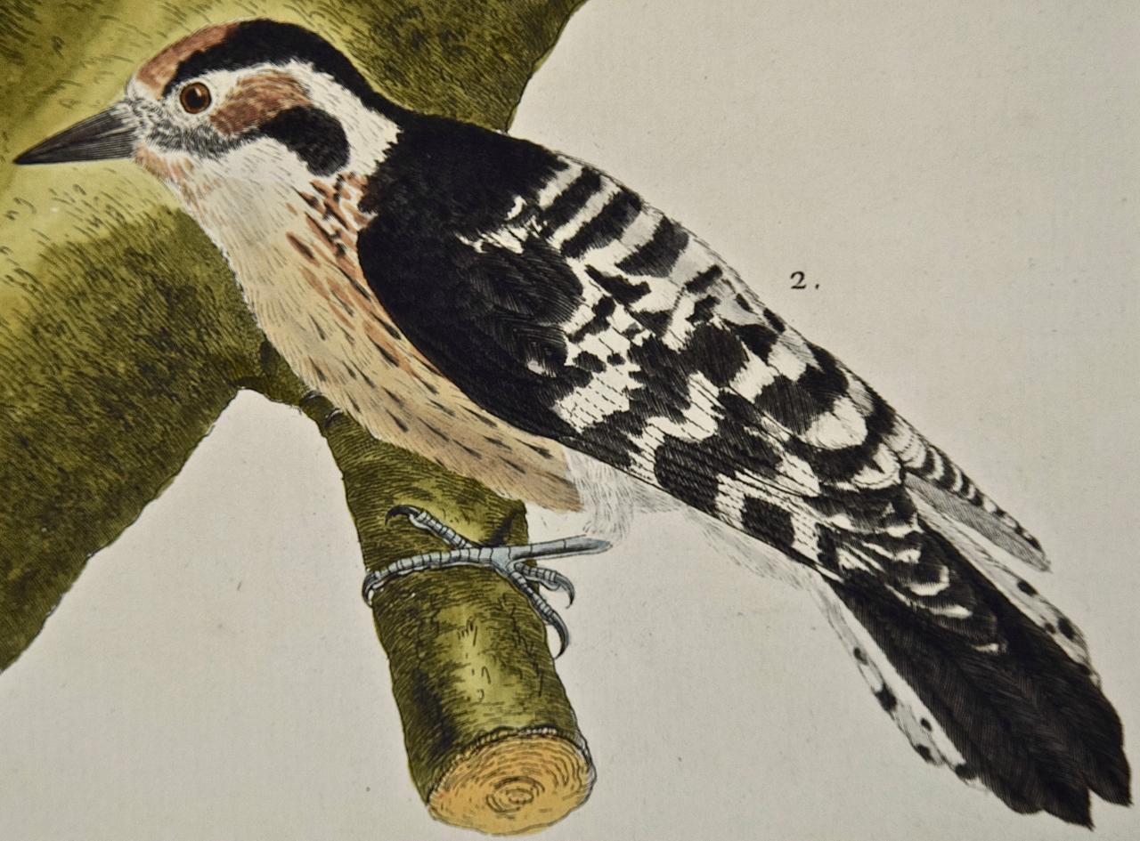 « Le Petit Pic » de Woodpeckers, gravure colorée à la main du 18ème siècle par Martinet - Beige Landscape Print par Francois Nicolas Martinet