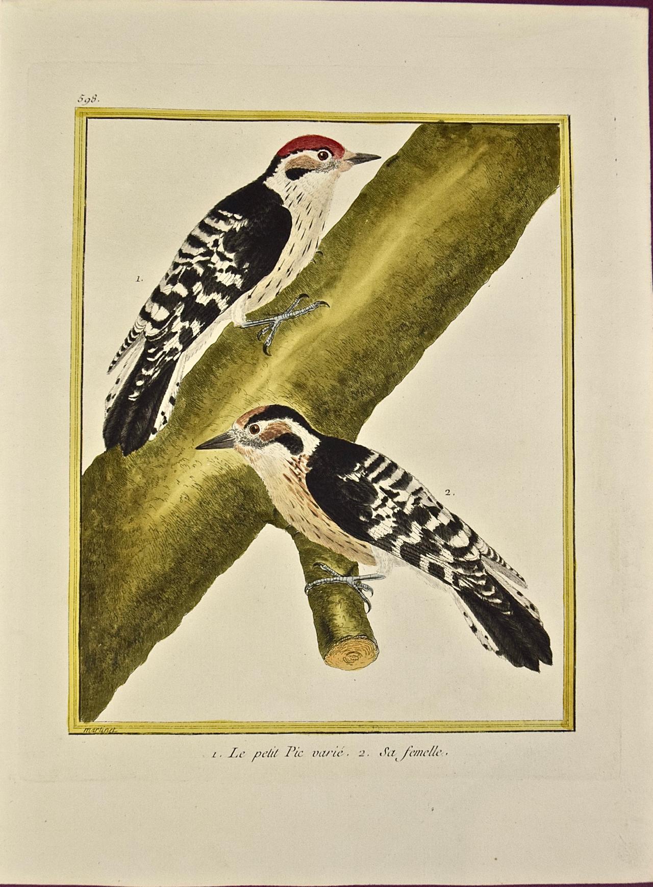 Francois Nicolas Martinet Landscape Print - Woodpeckers "Le Petit Pic" An 18th Century Hand-colored Engraving by Martinet