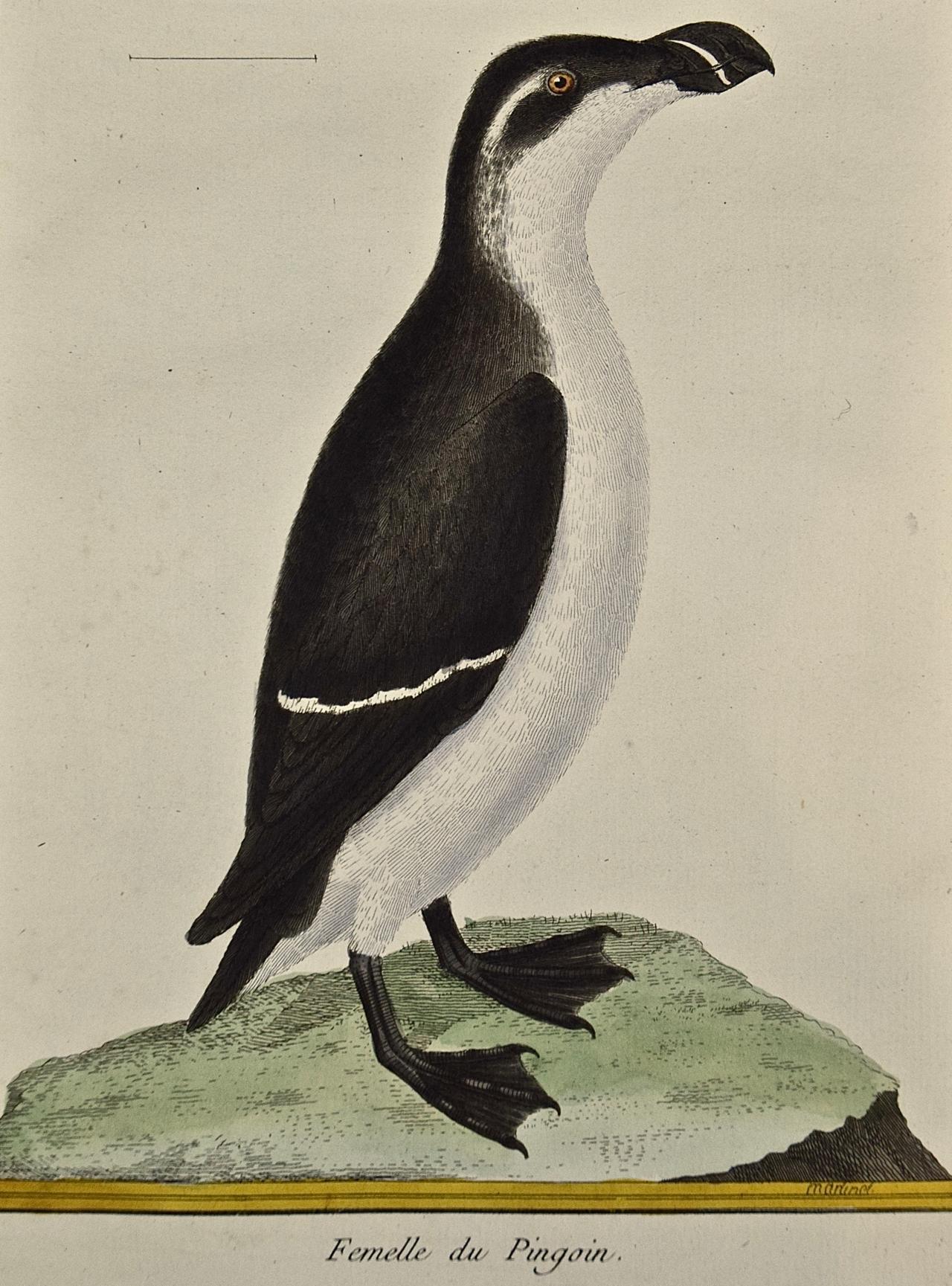 A Female Penguin: An 18th Century Hand-colored Engraving by Martinet - Print by Francois Nicolas Martinet