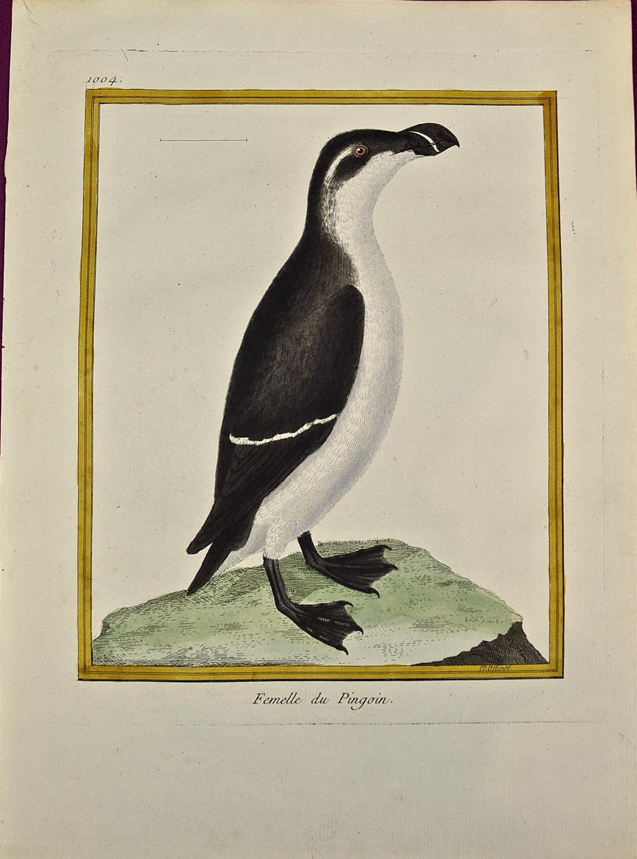Francois Nicolas Martinet Animal Print - A Female Penguin: An 18th Century Hand-colored Engraving by Martinet