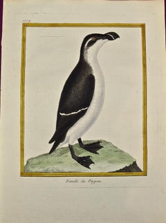A Female Penguin: An 18th Century Hand-colored Engraving by Martinet