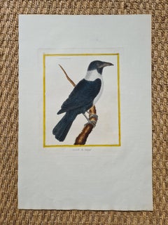 An 18th century hand coloured engraving of a 'Corneille du Senegal'