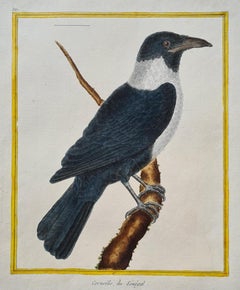 An 18th century hand coloured engraving of a 'Corneille du Senegal'