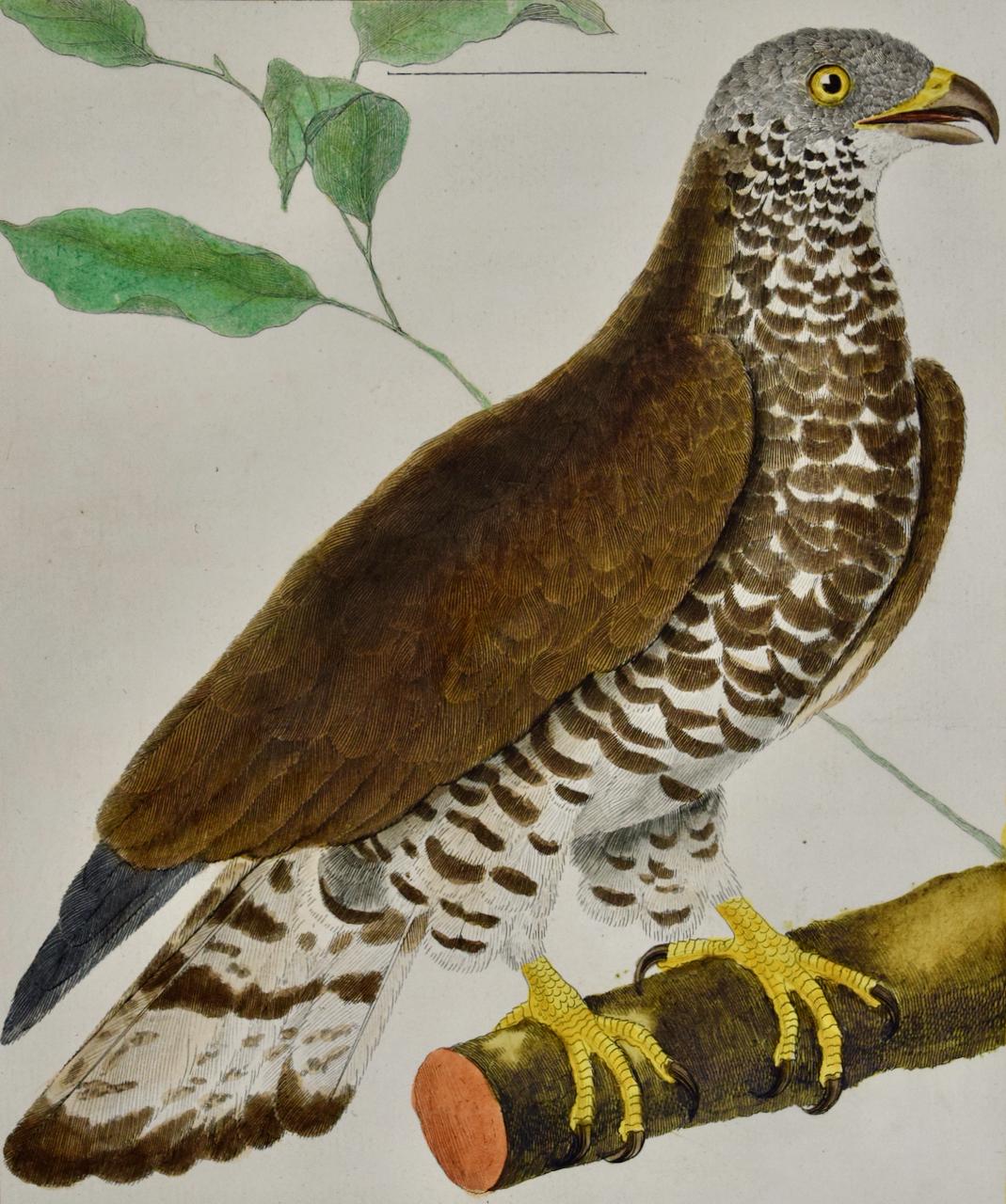 Oiseau de proie : une gravure d'oiseau du 18e siècle colorée à la main par Martinet - Print de Francois Nicolas Martinet