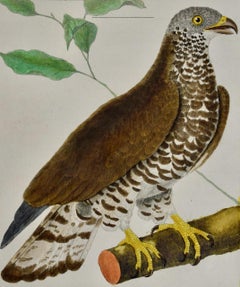 Vogel der Beute: Ein handkoloriertes Vogelgravur aus dem 18. Jahrhundert von Martinet