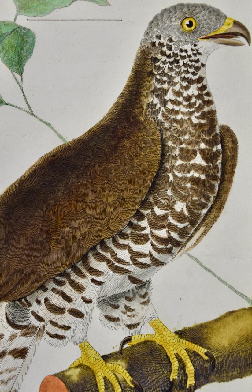 Oiseau de proie : une gravure d'oiseau du 18e siècle colorée à la main par Martinet - Naturalisme Print par Francois Nicolas Martinet