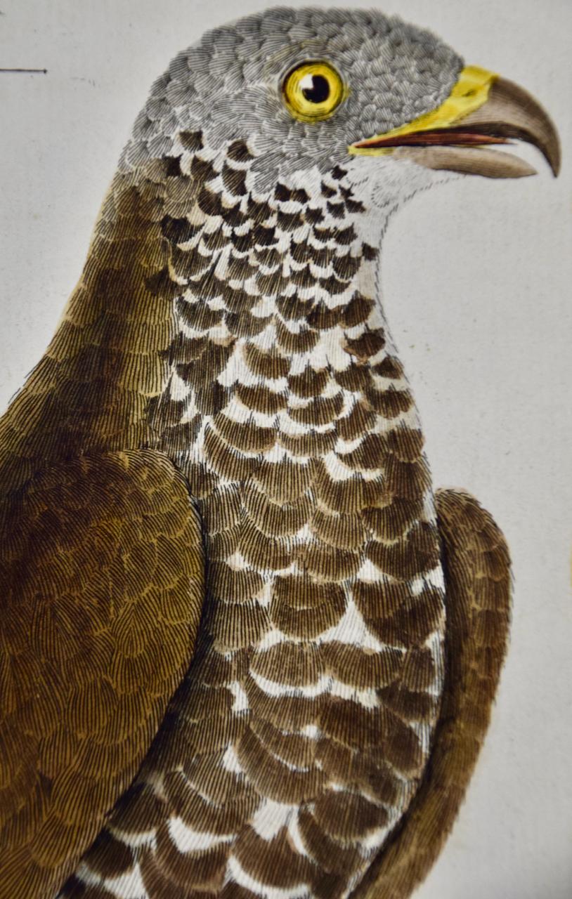 Oiseau de proie : une gravure d'oiseau du 18e siècle colorée à la main par Martinet - Marron Landscape Print par Francois Nicolas Martinet