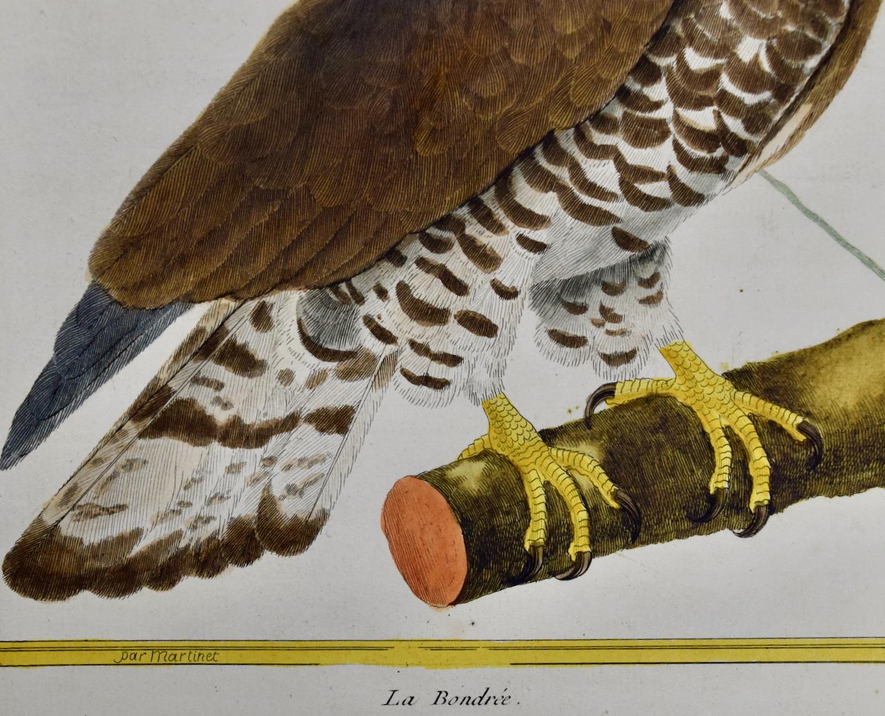 Il s'agit d'une gravure coloriée à la main d'un oiseau perroquet intitulée 