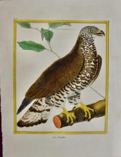 Oiseau de proie : une gravure d'oiseau du 18e siècle colorée à la main par Martinet