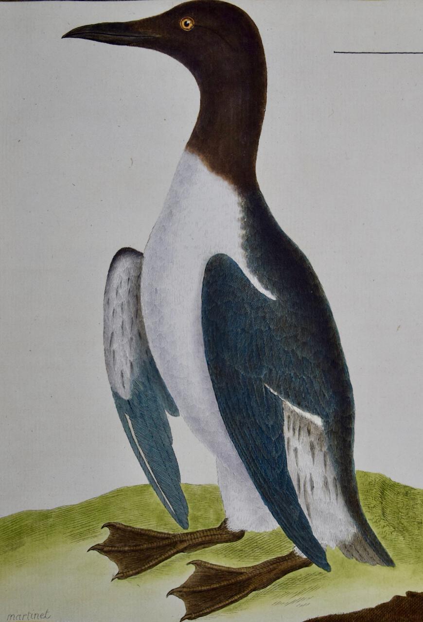 Guillemot de Troïl : Gravure d'oiseau du XVIIIe siècle coloriée à la main par Martinet - Print de Francois Nicolas Martinet
