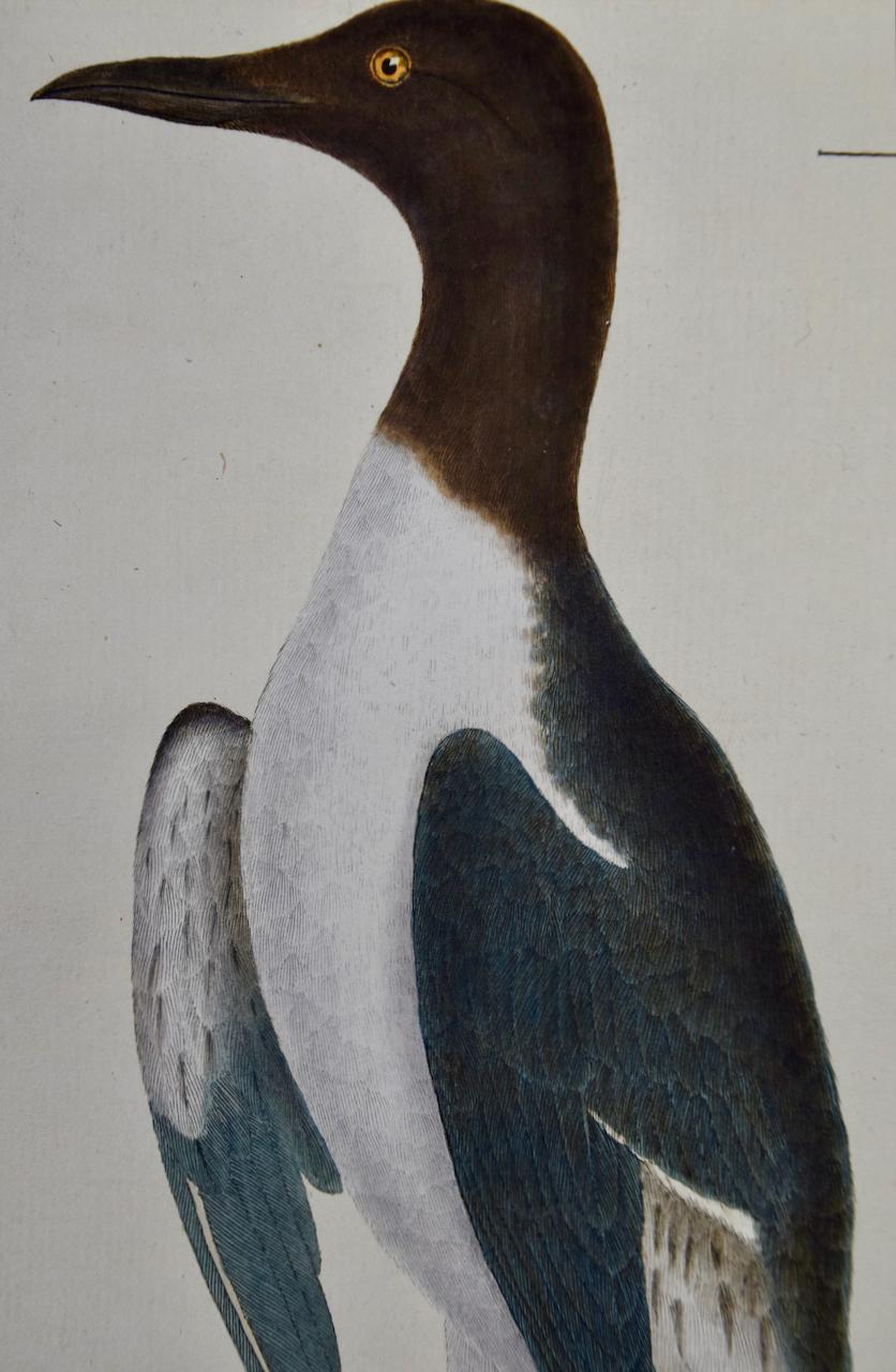 Guillemot de Troïl : Gravure d'oiseau du XVIIIe siècle coloriée à la main par Martinet - Naturalisme Print par Francois Nicolas Martinet