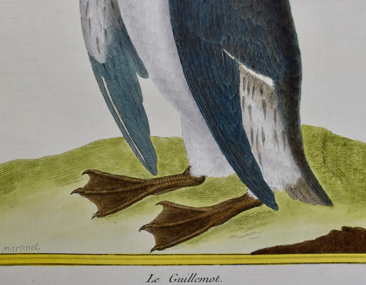 Guillemot de Troïl : Gravure d'oiseau du XVIIIe siècle coloriée à la main par Martinet - Noir Landscape Print par Francois Nicolas Martinet