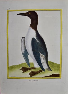 Guillemot de Troïl : Gravure d'oiseau du XVIIIe siècle coloriée à la main par Martinet