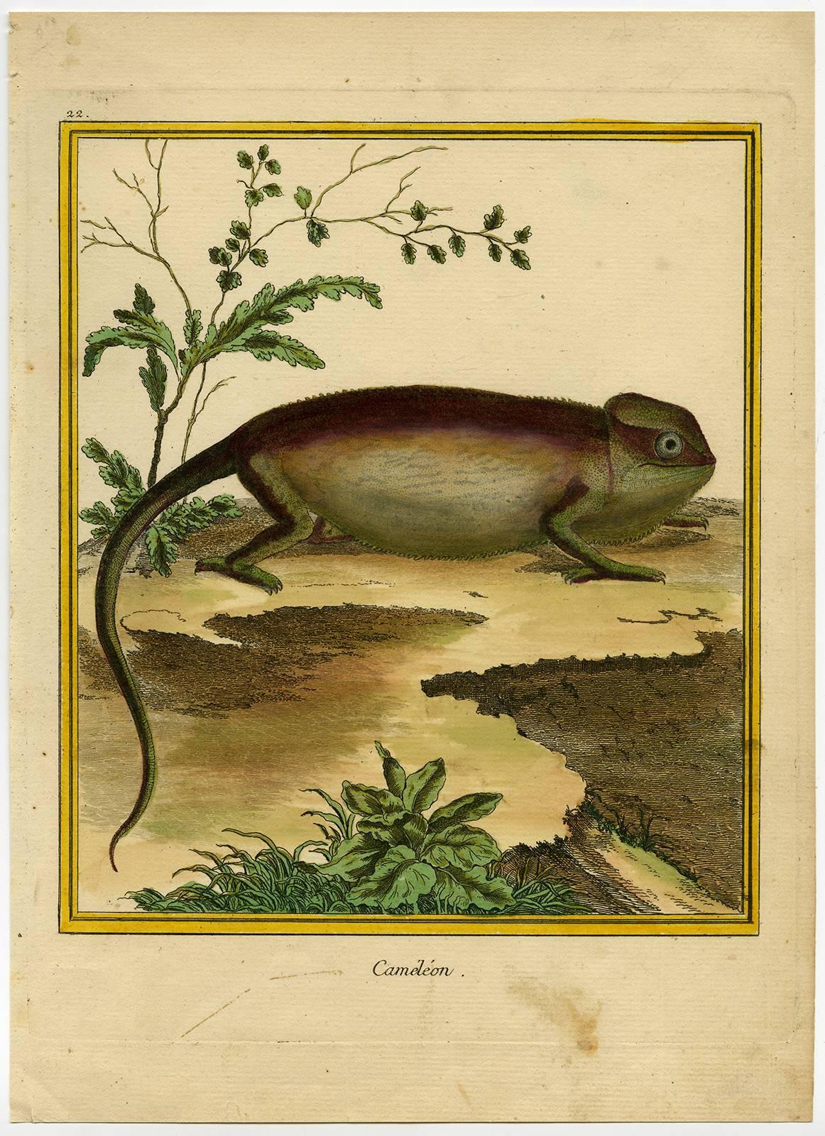 Francois Nicolas Martinet Animal Print - Cameleon.