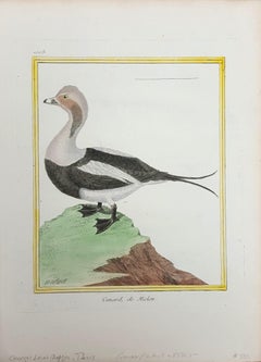 Canard de Miclon (Old Squaw) /// Ornithology Martinet Bird Animal Art Duck