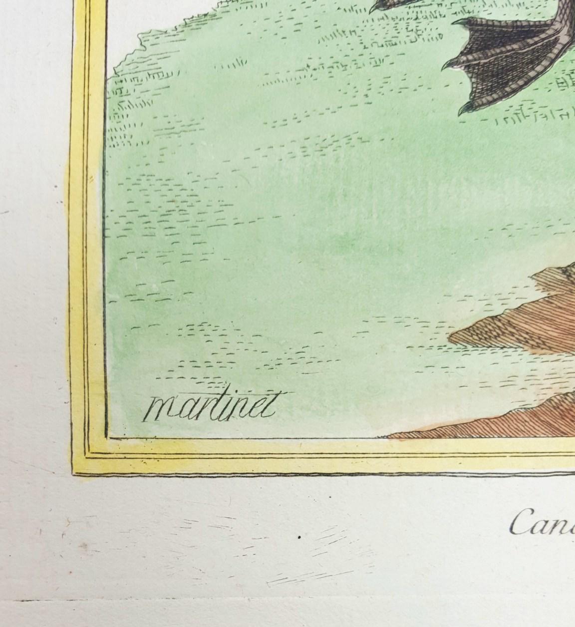 Canard de Miclon (Old Squaw) /// Ornithology Martinet Bird Animal Art Duck - Old Masters Print by Francois Nicolas Martinet