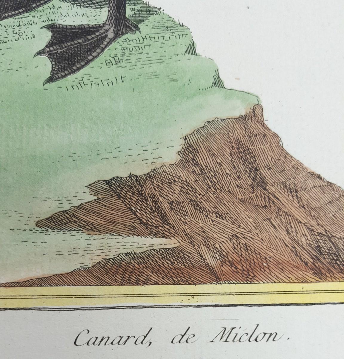 Canard de Miclon (Old Squaw) /// Ornithology Martinet Bird Animal Art Duck - Beige Animal Print by Francois Nicolas Martinet