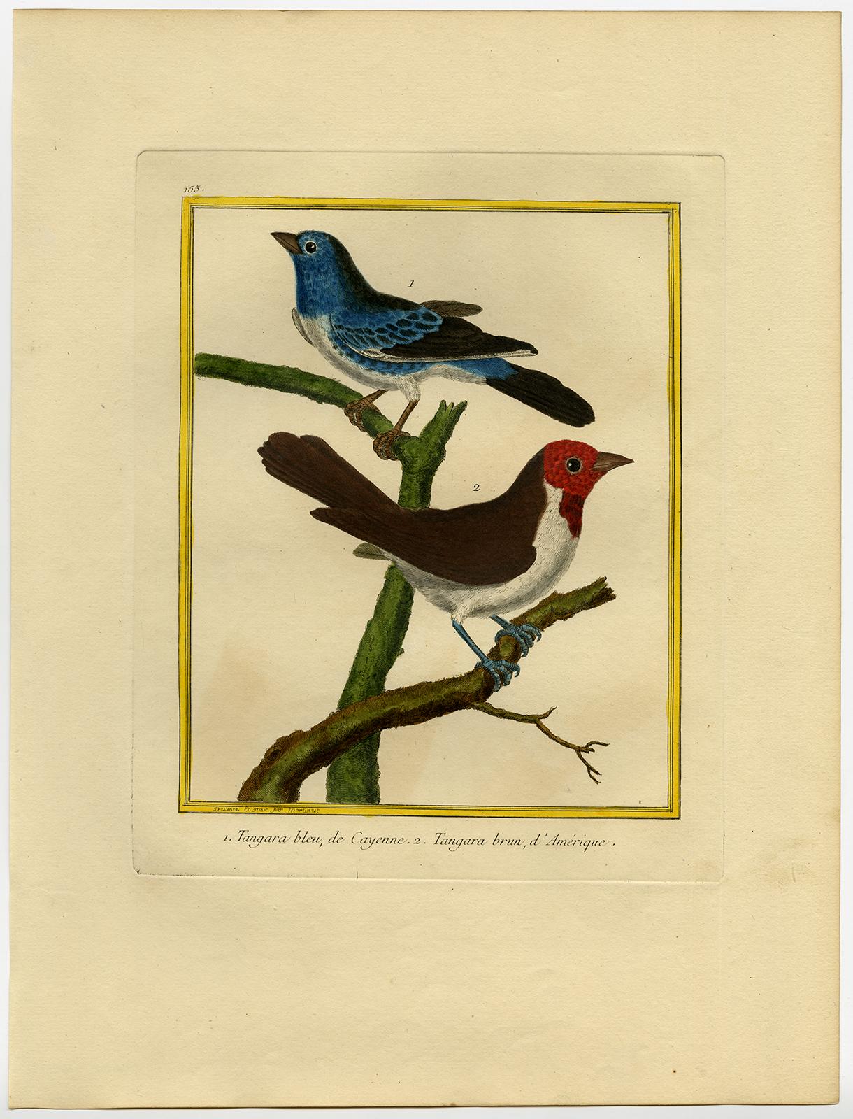 Cayenne Blue- and American Brown Tanager Martinet - Handcol. engraving - 18th c. - Print by Francois Nicolas Martinet