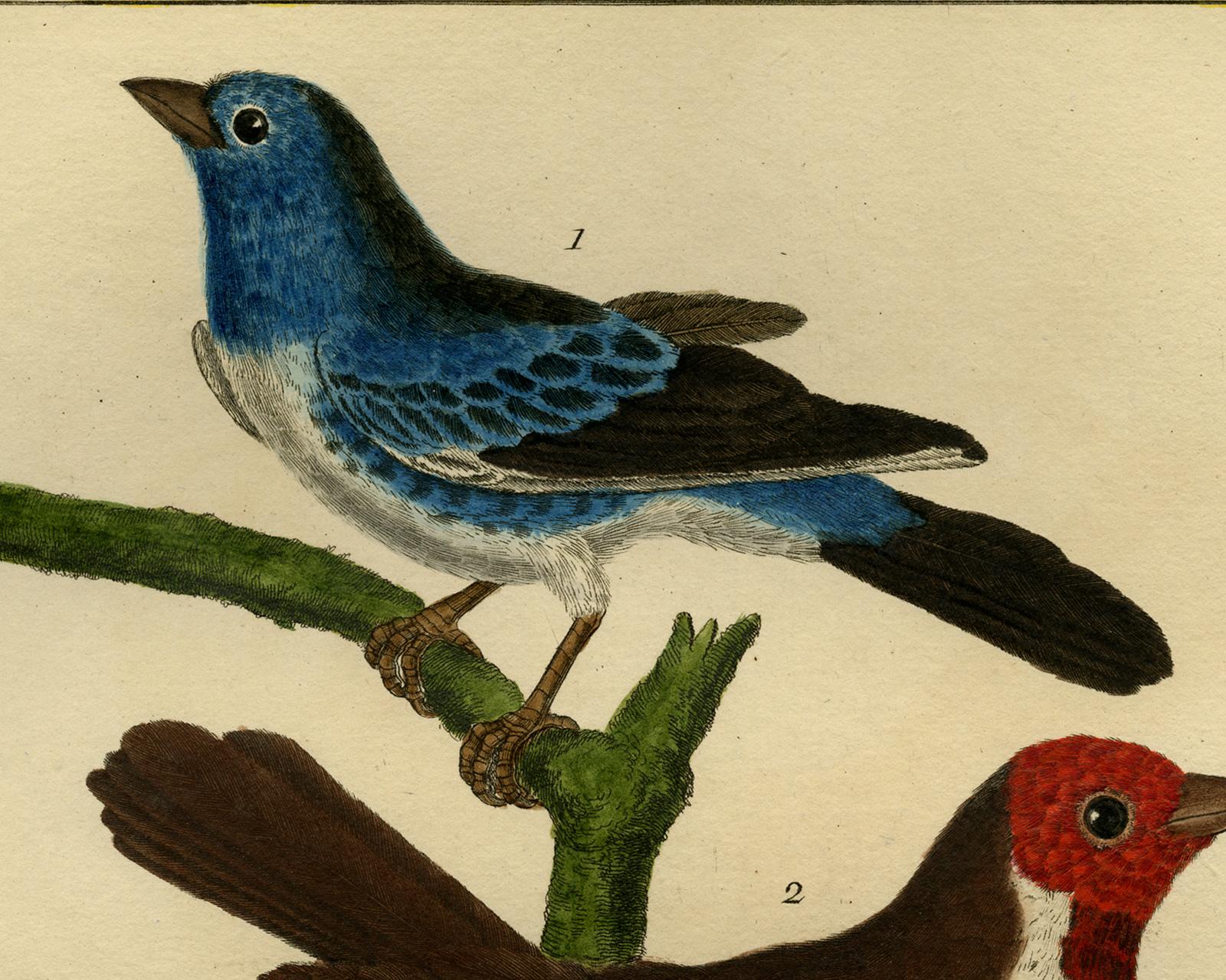 Cayenne Blue- and American Brown Tanager Martinet - Handcol. engraving - 18th c. - Old Masters Print by Francois Nicolas Martinet