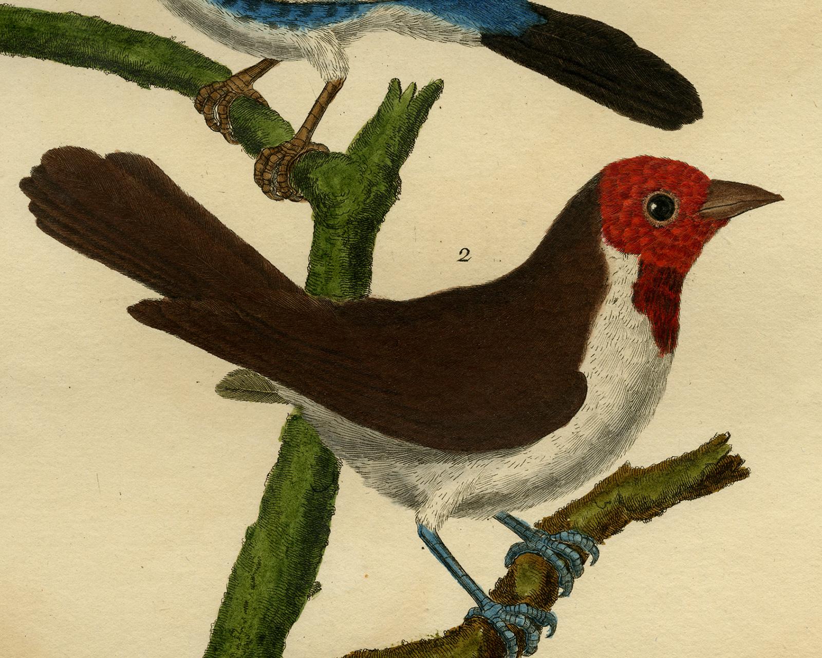 Cayenne Blue- and American Brown Tanager Martinet - Handcol. engraving - 18th c. - Beige Animal Print by Francois Nicolas Martinet
