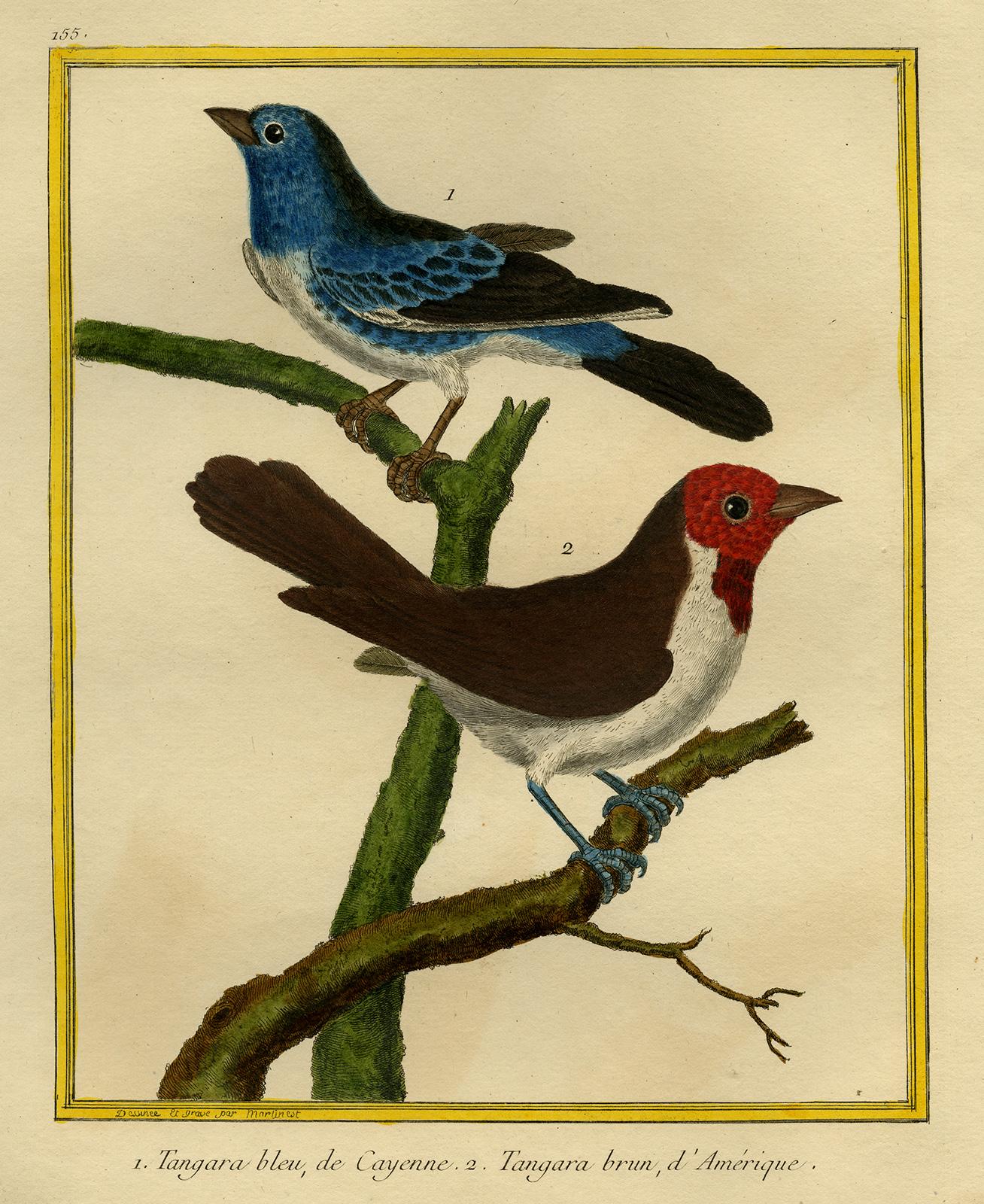 Francois Nicolas Martinet Animal Print - Cayenne Blue- and American Brown Tanager Martinet - Handcol. engraving - 18th c.