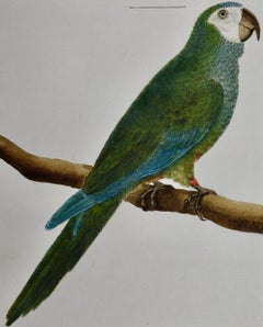 Parroquet coloré : une gravure d'oiseau du 18e siècle colorée à la main par Martinet