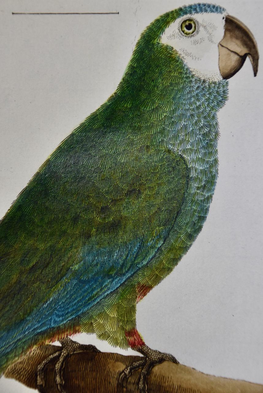 Parroquet coloré : une gravure d'oiseau du 18e siècle colorée à la main par Martinet - Naturalisme Print par Francois Nicolas Martinet
