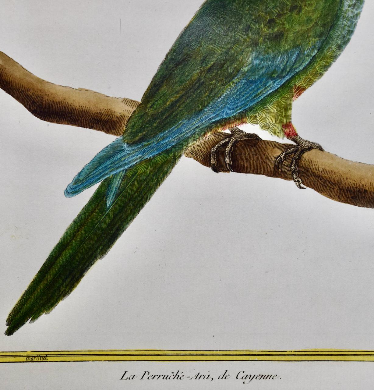 Parroquet coloré : une gravure d'oiseau du 18e siècle colorée à la main par Martinet - Gris Landscape Print par Francois Nicolas Martinet